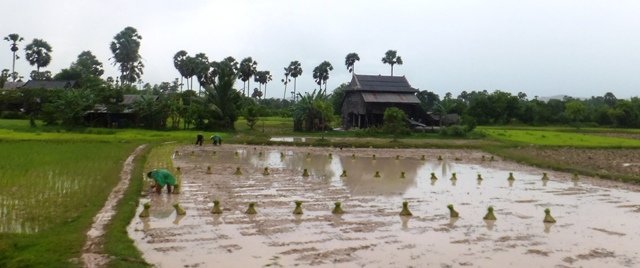 cambodianriceplanting.jpg
