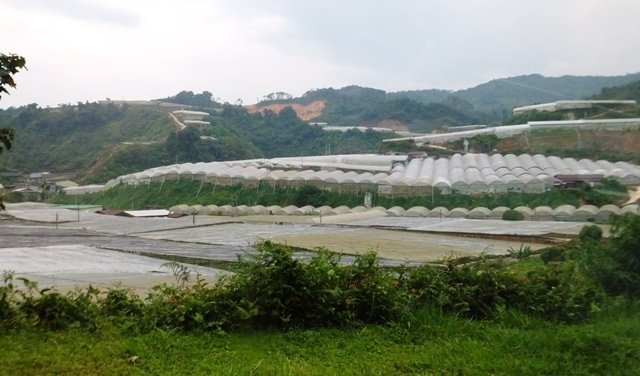 malaysiacameronhighlandsmarketgarden2.jpg