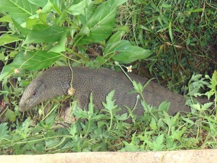 monitorlizard.jpg