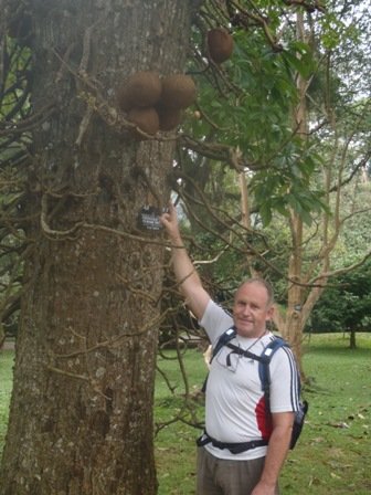 royalbotanicgardenskandycannonballtree.jpg