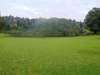 royalbotanicgardenskandylargestfigtree1600m2_small.jpg