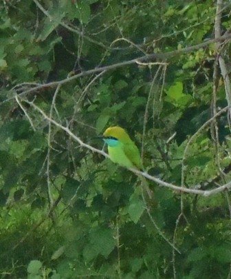 yalanationalparkbluetailedbeeeater.jpg