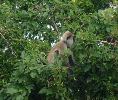 yalanationalparkmonkey.jpg