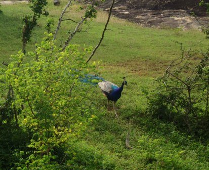 yalanationalparkpeacock.jpg