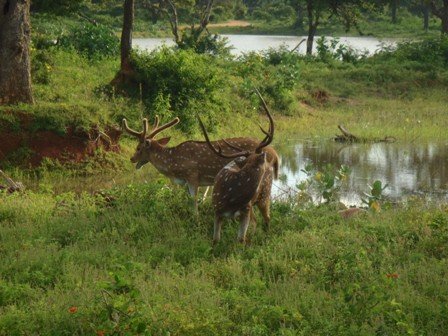 yalanationalparkspotteddeer.jpg