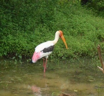 yalanationalparkstork.jpg