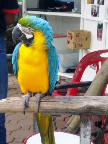 macawphuketzoo.jpg