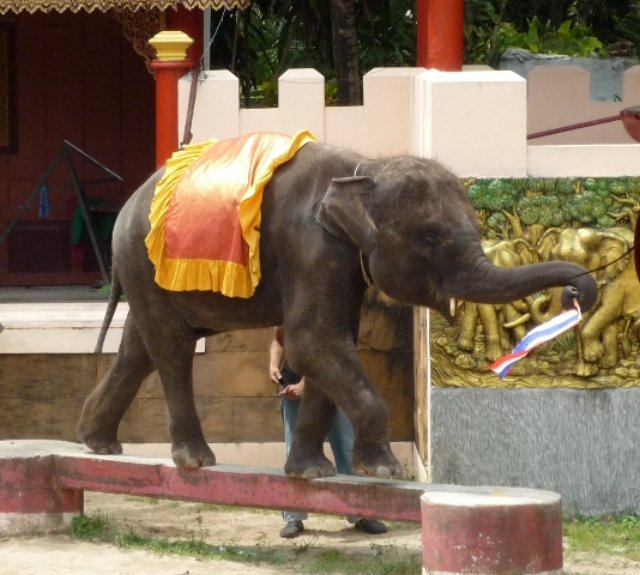 phuketzooelephantshow.jpg