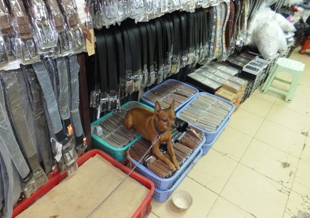 hanoistoreguarddog.jpg