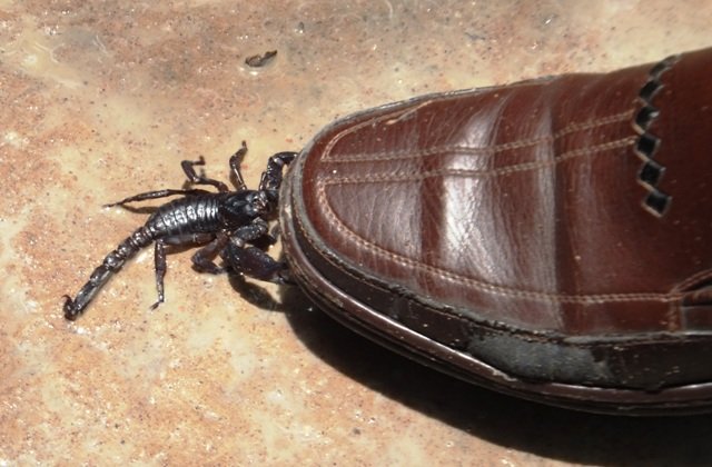 scorpion1.jpg