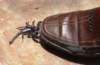 scorpion1_small.jpg