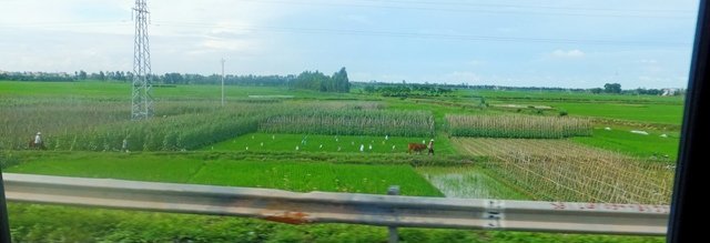 vietnamcrops.jpg