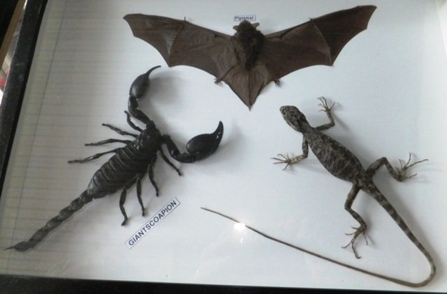 vietnamlocalwildlife.jpg