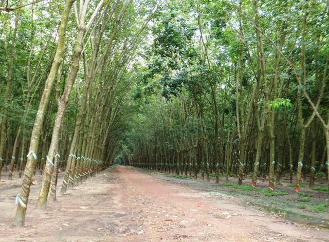 vietnamrubberplantation.jpg